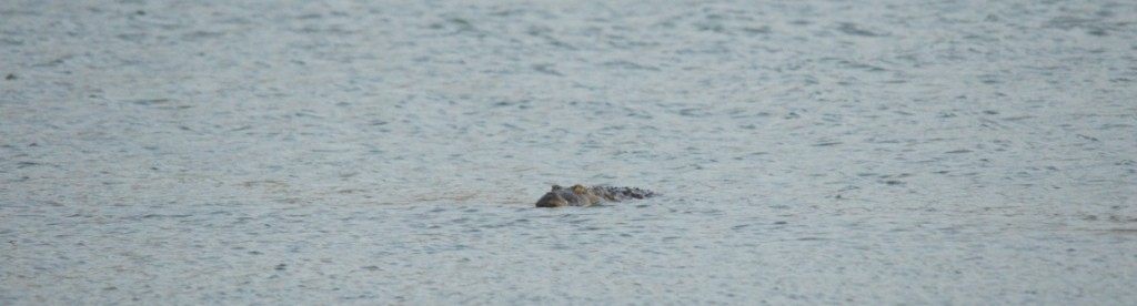 A mugger in the Powai Lake