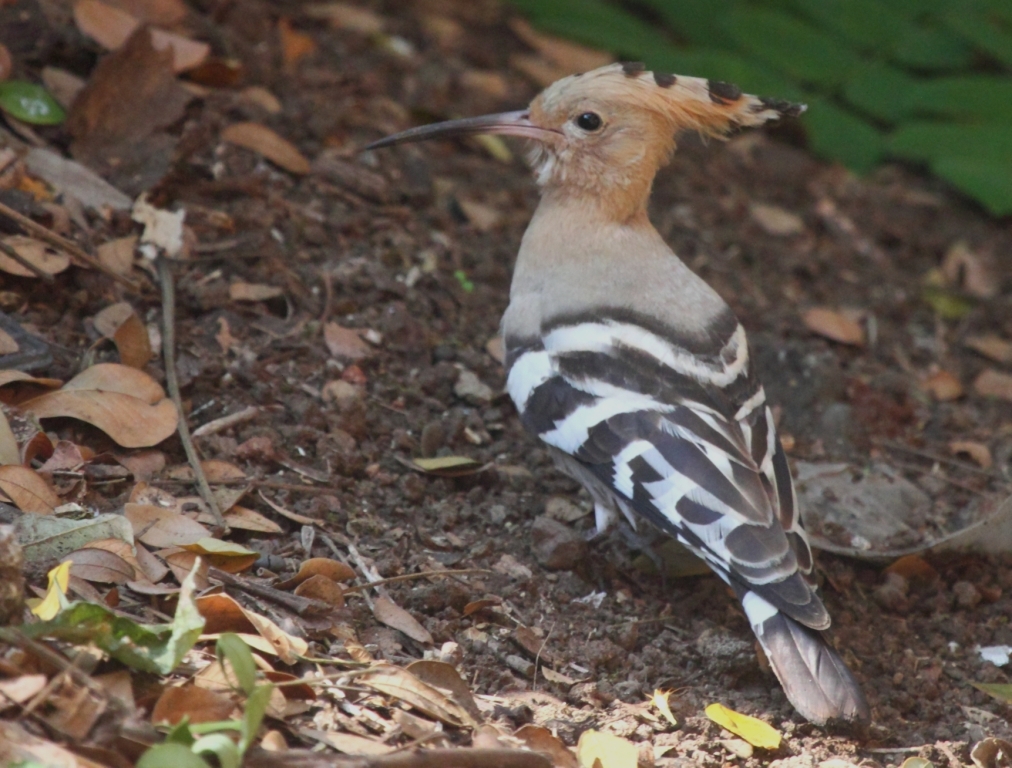 essay on hoopoe bird essay on hoopoe bird