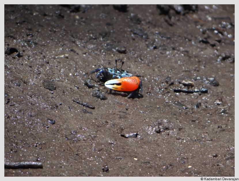A fiddler crab