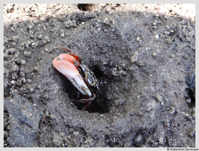 A right-handed fiddler crab