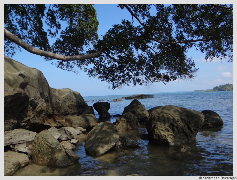 In the rocky inter-tide