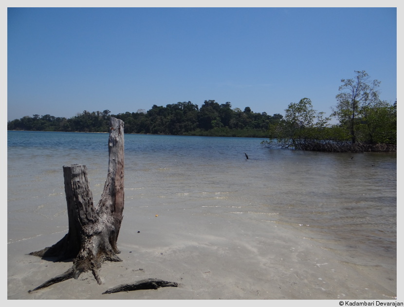 Saltwater Crocodile Sanctuary in Wandoor