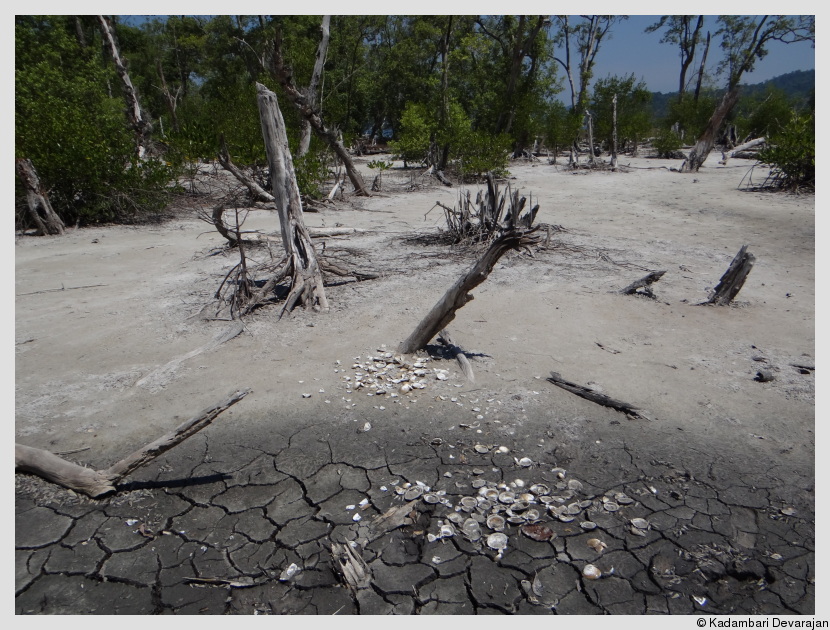A kitchen midden?