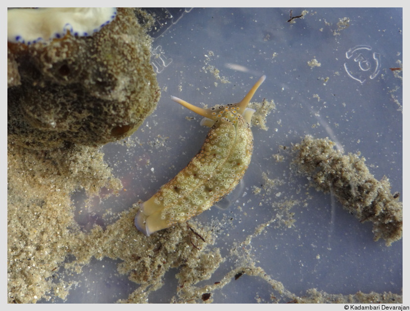 Watching life at the micro scale