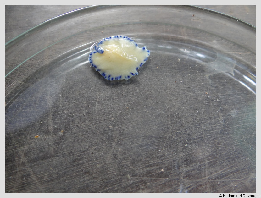 petri-dish full of life