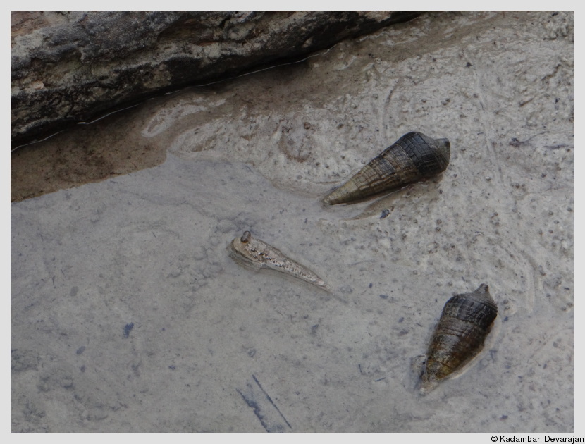 Mudskipper skipping through a maze of Teribralia