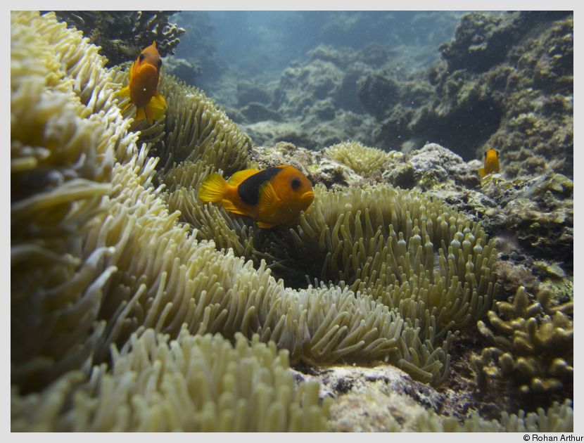 Clownfish amongst the anemones