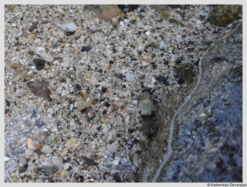 Camouflage expert on the sandy inter-tide