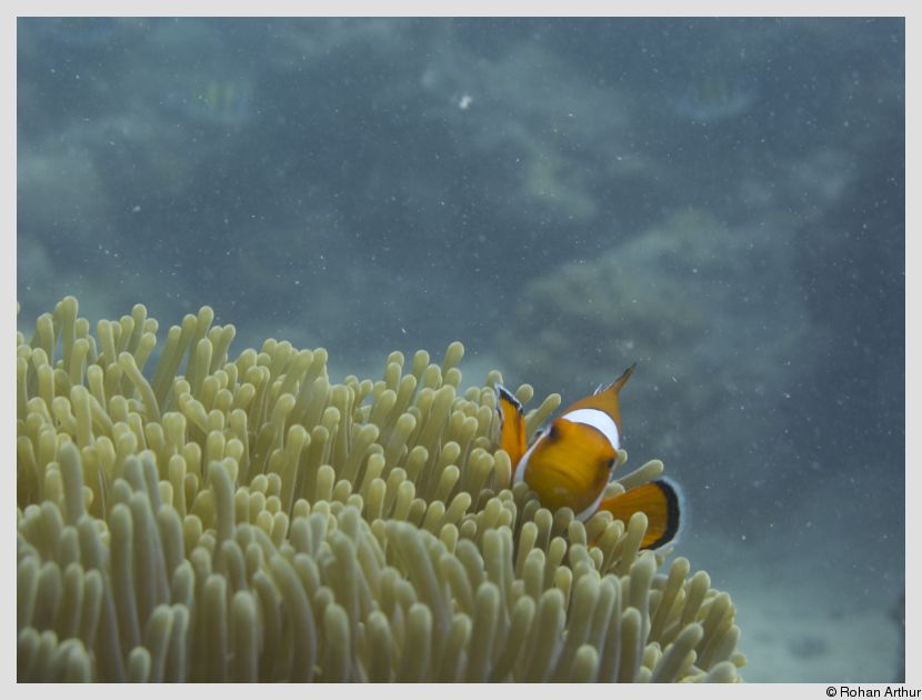 Finding Nemo