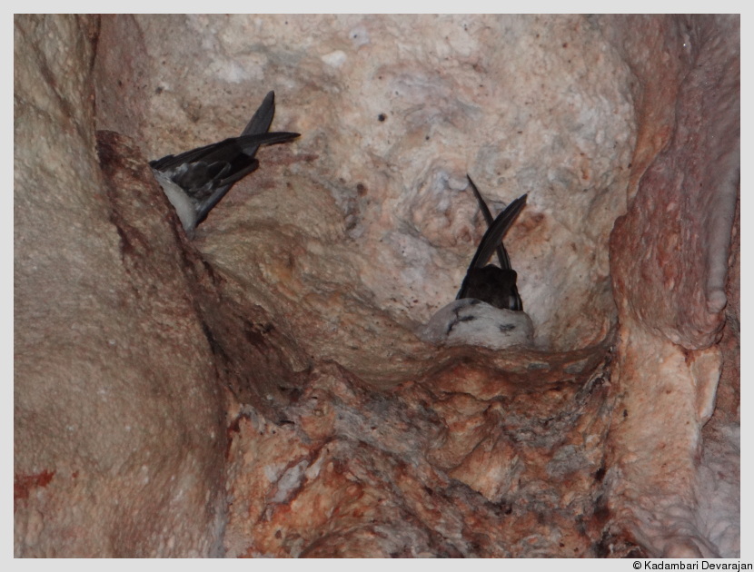 Edible nest swiftlets nesting in a cave in Baratang