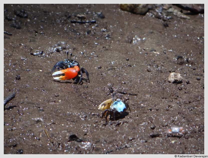 Fiddler crabs