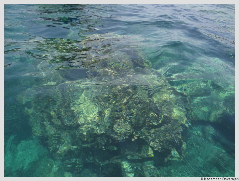 Fringe reefs