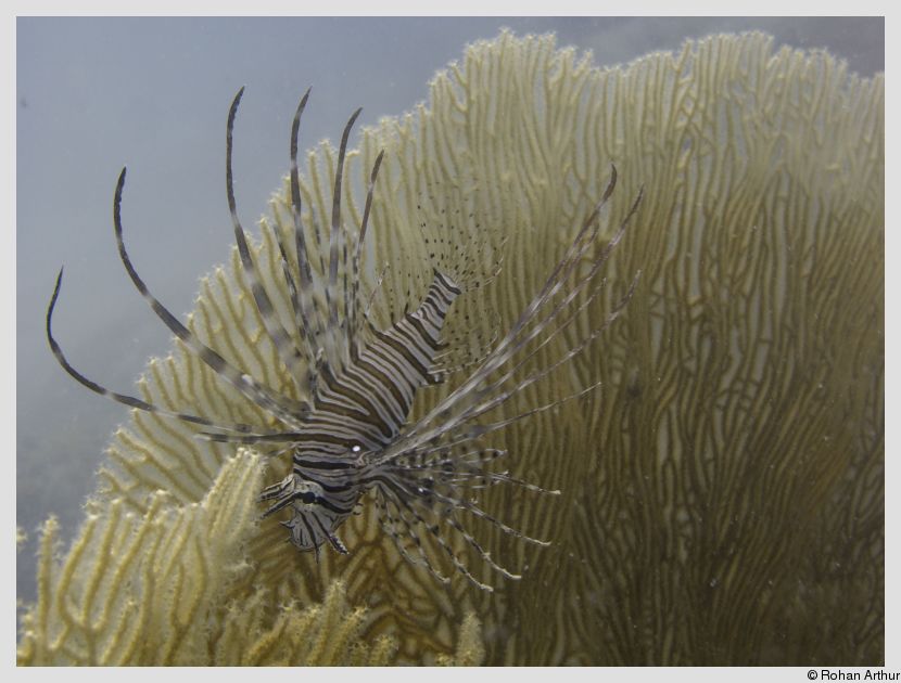 Lionfish near a gorgonian