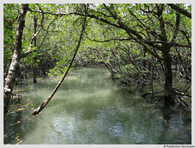 A mangrove at high tide