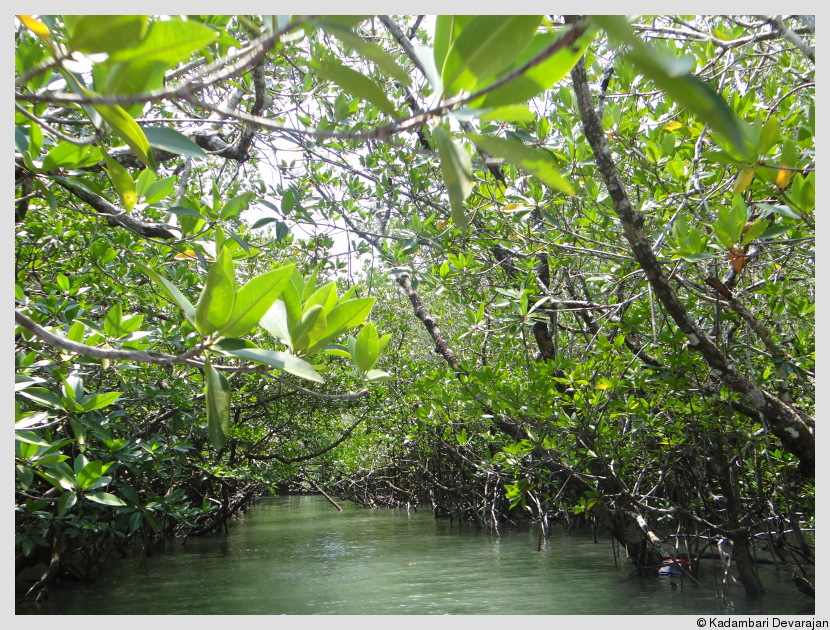 Mangrove fortress