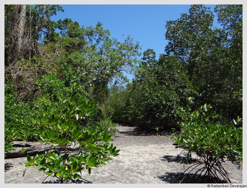 A mangrove at low tide