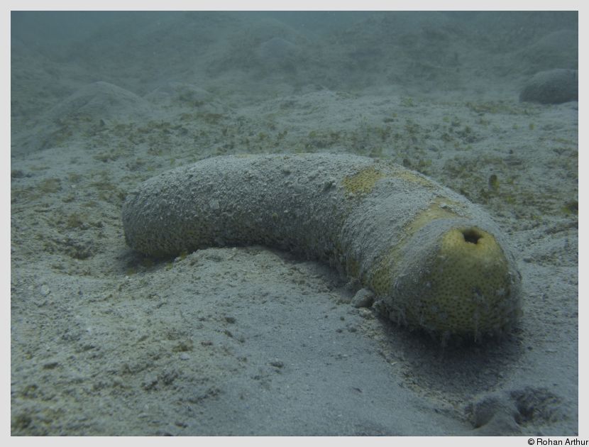 Sea cucumber