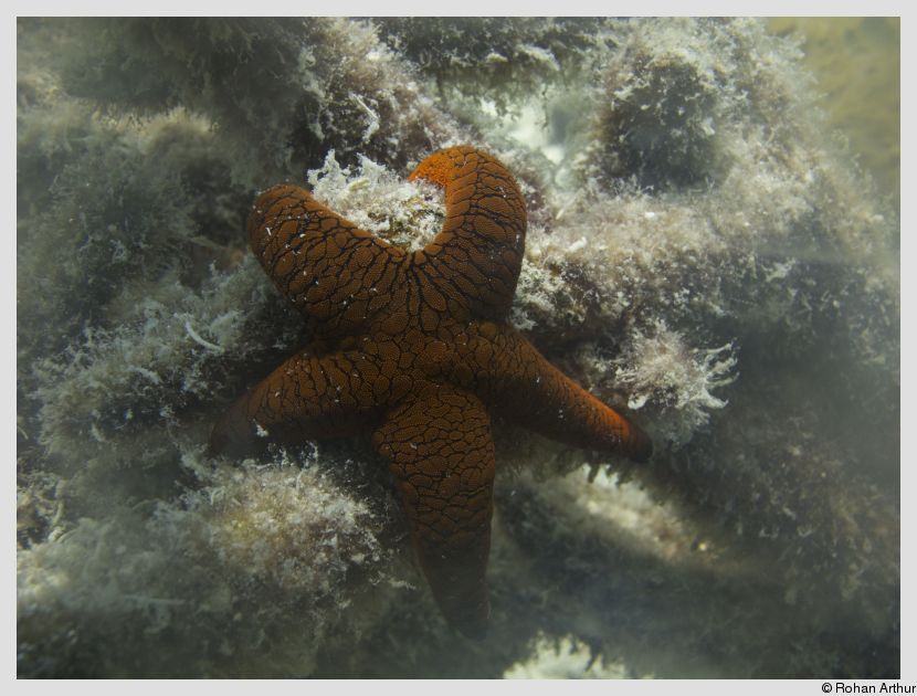 A sea star