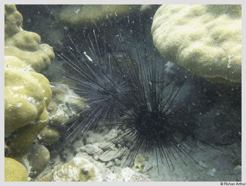 Sea urchins