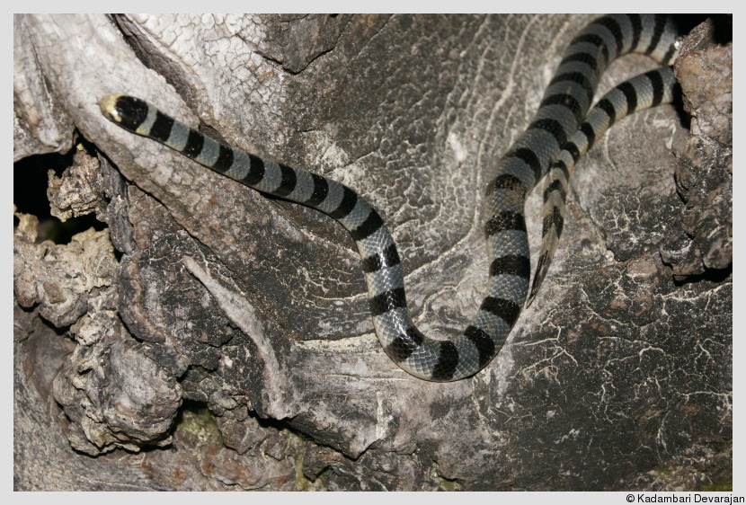 First glimpse of a sea krait