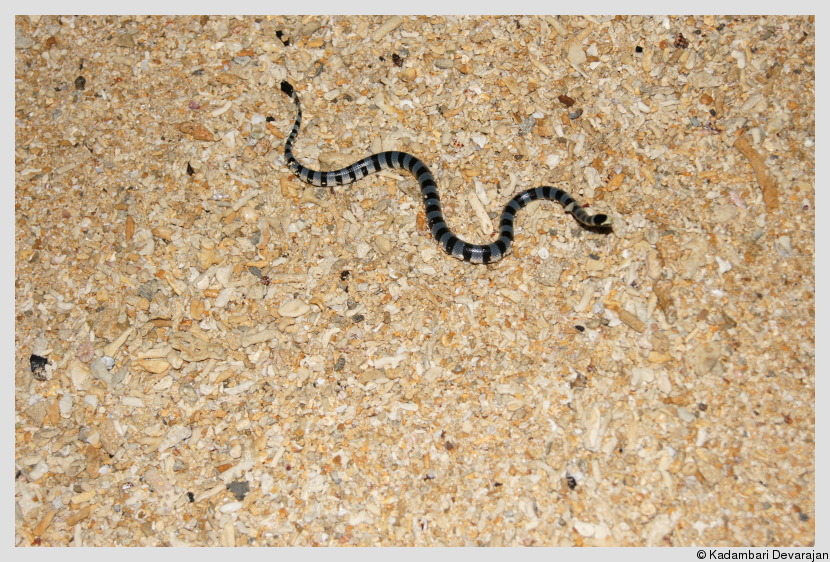 Juvenile sea krait
