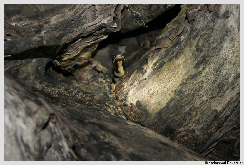 Up close and personal with one of the most venomous snakes in the world
