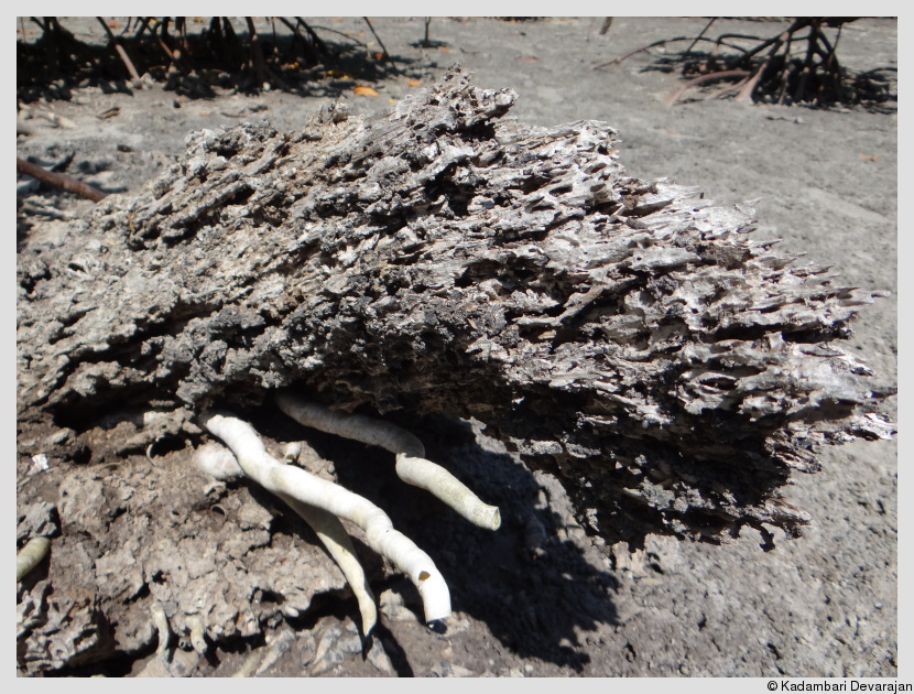 Shipworm handiwork
