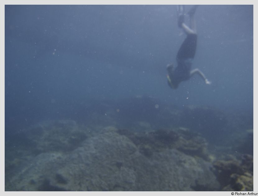 Yours truly, skin diving - trying to get a closer look at a stonefish