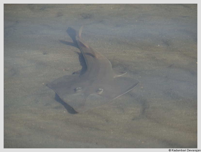 Shovelnose guitar-shark