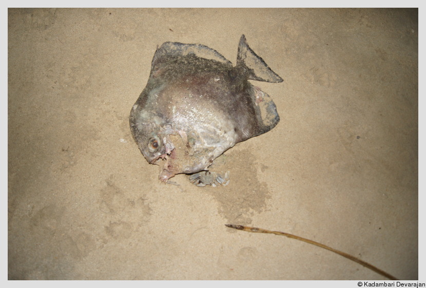 Dead batfish