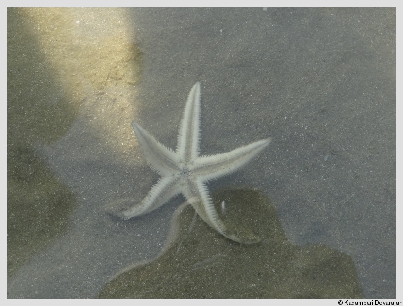 Starfish calisthenics